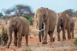 african-elephant-loxodonta-africana-7
