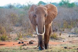 african-elephant-loxodonta-africana-8