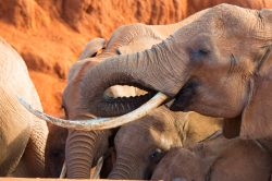 african-elephant-loxodonta-africana-9