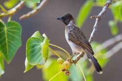 common-bulbul-pycnonotus-barbatus