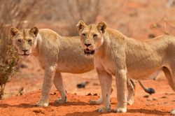 tsavo-lions-panthera-leo
