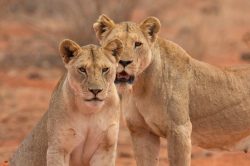 tsavo-lions-panthera-leo-2