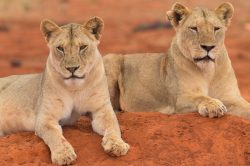 tsavo-lions-panthera-leo-3