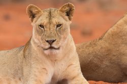 tsavo-lions-panthera-leo-4