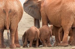 african-elephant-loxodonta-africana-10