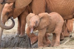 african-elephant-loxodonta-africana-11