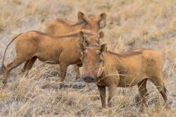 common-warthog-phacochoerus-africanus-4