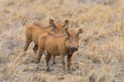 common-warthog-phacochoerus-africanus-5