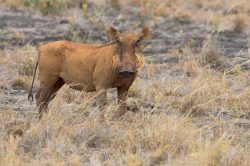 common-warthog-phacochoerus-africanus-6