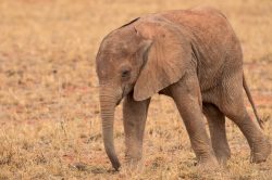african-elephant-loxodonta-africana-3
