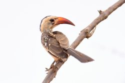 red-billed-hornbill-tokus-erythrorhynchus-2