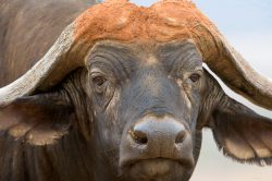african-buffalo-syncerus-caffer-2