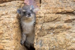 bush-hyrax-yellow-spotted-hyrax-heterohyrax-brucei-2