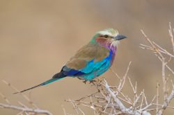 lilac-breasted-roller-coracias-caudata