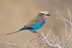lilac-breasted-roller-coracias-caudata-2