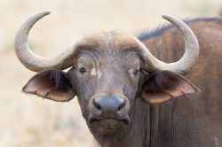 african-buffalo-syncerus-caffer-3