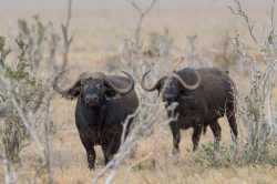 african-buffalo-syncerus-caffer-4