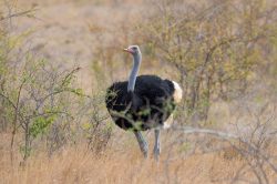 african-osterich-struthio-camelus