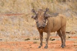 common-warthog-phacochoerus-africanus-7