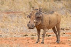 common-warthog-phacochoerus-africanus-8