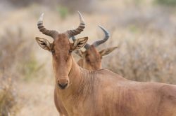 kongoni-hartebeest-alcelaphus-buselaphus