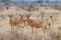 kongoni-hartebeest-alcelaphus-buselaphus-2
