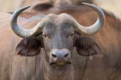 african-buffalo-syncerus-caffer-5