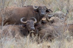african-buffalo-syncerus-caffer-6