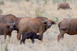 african-buffalo-syncerus-caffer-7