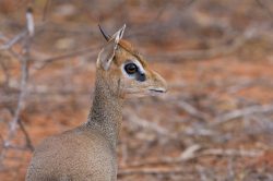silver-dikdik-madoqua-piacentinii