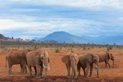 african-elephant-loxodonta-africana-15