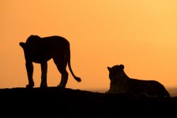 tsavo-lions-panthera-leo-5