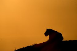 tsavo-lions-panthera-leo-6