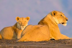 tsavo-lions-panthera-leo-7