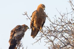tawny-eagle-aquila-rapax