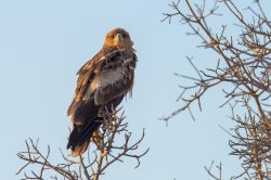 tawny-eagle-aquila-rapax-2