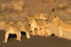 tsavo-lions-panthera-leo-8
