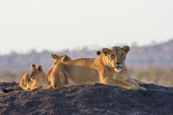 tsavo-lions-panthera-leo-10