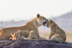 tsavo-lions-panthera-leo-11