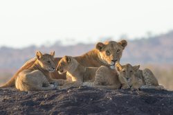 tsavo-lions-panthera-leo-12