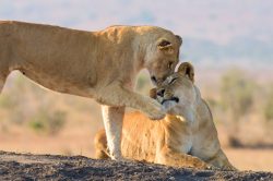 tsavo-lions-panthera-leo-13