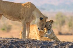 tsavo-lions-panthera-leo-14