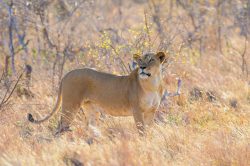 tsavo-lions-panthera-leo-15