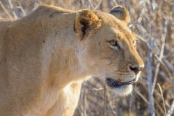 tsavo-lions-panthera-leo-16