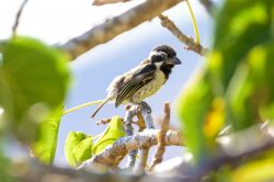 spot-flanked-barbet-tricholaema-lacrymosa