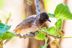 common-bulbul-pycnonotus-barbatus-2