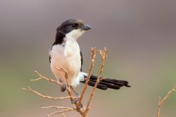 common-fiscal-lanius-collaris