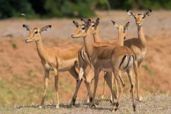 grants-gazelle-gazella-granti-4