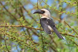 von-der-deckens-hornbill-tokus-deckeni
