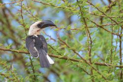 von-der-deckens-hornbill-tokus-deckeni-2